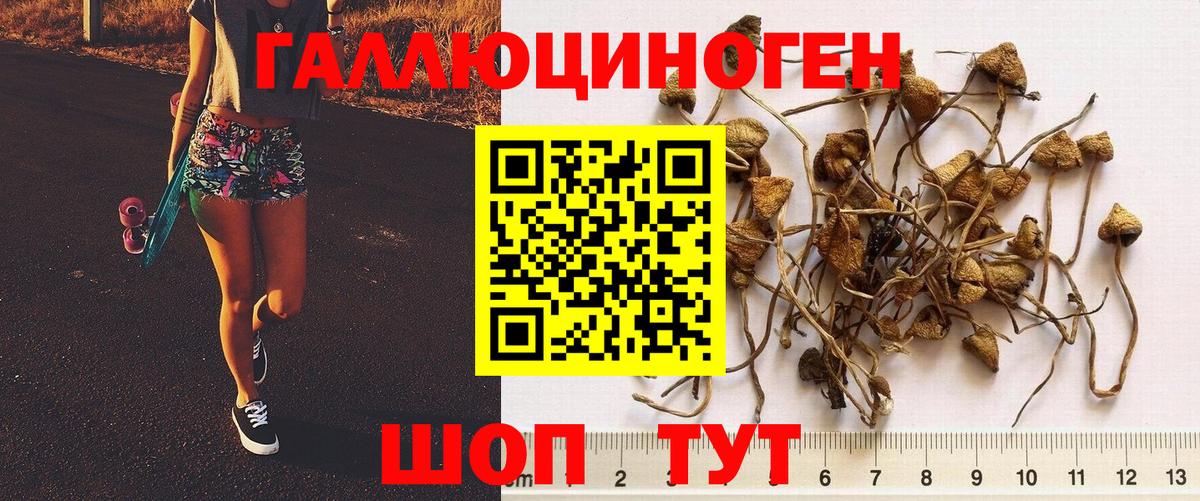 Галлюциногенные грибы Psilocybe Аргун